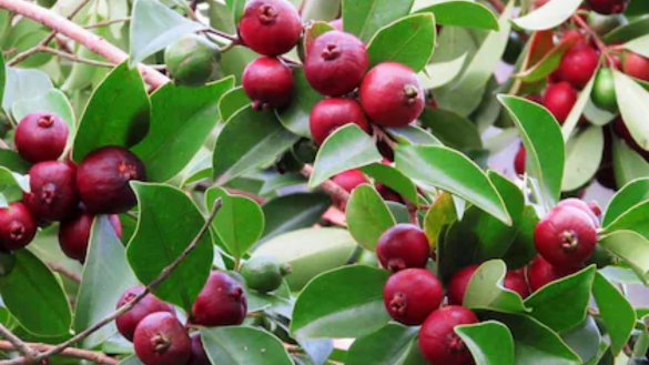 Rudra Red Guava Plants